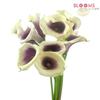 Calla Lily Picasso  : Wholesale Flowers : Floral Supplies