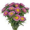 Matsumoto Aster Pink : Wholesale Flowers : Floral Supplies
