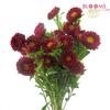 Matsumoto Aster Red : Wholesale Flowers : Floral Supplies