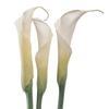 Calla Lily White (Closed-Cut) Premium : Wholesale Flowers : Floral Supplies