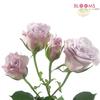 Spray Rose Lavender 50cm : Wholesale Flowers : Floral Supplies