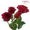 Spray Rose Red 50cm : Wholesale Flowers : Floral Supplies