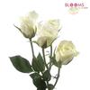 Spray Rose White 50cm : Wholesale Flowers : Floral Supplies