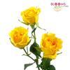 Spray Rose Yellow 50 Cm. : Wholesale Flowers : Floral Supplies