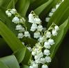 Lily Of The Valley : Wholesale Flowers : Floral Supplies