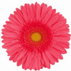 Gerbera Daisy Hot Pink : Wholesale Flowers : Floral Supplies