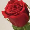 Rose Freedom (Red) 60 Cm : Wholesale Flowers : Floral Supplies