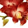Dendrobium Orchid Red : Wholesale Flowers : Floral Supplies