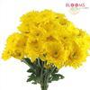 Pompon Cushion Yellow : Wholesale Flowers : Floral Supplies