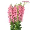 Snapdragon Pink : Wholesale Flowers : Floral Supplies