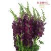 Snapdragon Purple : Wholesale Flowers : Floral Supplies