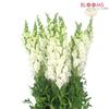 Snapdragon White : Wholesale Flowers : Floral Supplies