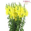 Snapdragon Yellow : Wholesale Flowers : Floral Supplies