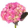 Spray Tinted Hydrangea - Dark Pink  : Wholesale Flowers : Floral Supplies