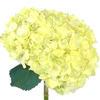 Spray Tinted Hydrangea - Pale Yellow  : Wholesale Flowers : Floral Supplies
