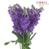 Stock Mid Blue : Wholesale Flowers : Floral Supplies