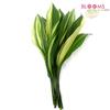 Aspidistra Varigated : Wholesale Flowers : Floral Supplies