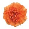 Carnations Orange Fancy : Wholesale Flowers : Floral Supplies