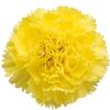 Carnations Yellow Fancy : Wholesale Flowers : Floral Supplies
