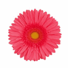Mini Gerbera Hot Pink : Wholesale Flowers : Floral Supplies