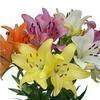 Lily Assorted California 3-5 Heads : Wholesale Flowers : Floral Supplies