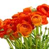 Ranunculus Orange : Wholesale Flowers : Floral Supplies