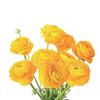 Ranunculus Yellow : Wholesale Flowers : Floral Supplies