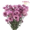Pompon Button Purple : Wholesale Flowers : Floral Supplies