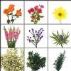 Blooms Mix & Match Rainbow Wildflower Pack  : Wholesale Flowers : Floral Supplies