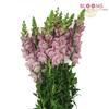 Snapdragon Lavender : Wholesale Flowers : Floral Supplies