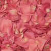 Salmon/coral Pink Petals (30 Cups) : Wholesale Flowers : Floral Supplies