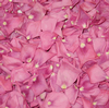 Bright Pink Petals (30 Cups) : Wholesale Flowers : Floral Supplies