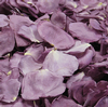 Fragrant Plum Rose Petals (30 Cups) : Wholesale Flowers : Floral Supplies