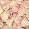 Hint Of Pink Petals (30 Cups) : Wholesale Flowers : Floral Supplies