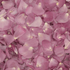 Lovely Lavender! (30 Cups) : Wholesale Flowers : Floral Supplies
