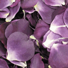 Passionate Purple Petals (30 Cups) : Wholesale Flowers : Floral Supplies