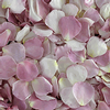 Our Lady Petals (30 Cups) : Wholesale Flowers : Floral Supplies