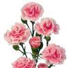 Mini Carnations Pink : Wholesale Flowers : Floral Supplies
