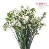 Statice White : Wholesale Flowers : Floral Supplies