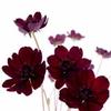Cosmos Chocolate : Wholesale Flowers : Floral Supplies