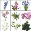 Blooms Rustic Romance Wildflower Pack : Wholesale Flowers : Floral Supplies