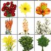 Blooms August Hay Ride Wildflower Pack : Wholesale Flowers : Floral Supplies