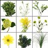 Blooms Woodsy Giddy in Green Wildflower Pack : Wholesale Flowers : Floral Supplies