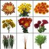 Rustic Lakeside Wildflower Pack : Wholesale Flowers : Floral Supplies