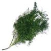 Springerei  Powell : Wholesale Flowers : Floral Supplies