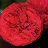Garden Rose Piano Red : Wholesale Flowers : Floral Supplies