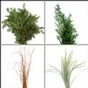 Trendy Greens Bulk Pack : Wholesale Flowers : Floral Supplies