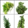 Rustic Wedding Greens Bulk Pack  : Wholesale Flowers : Floral Supplies