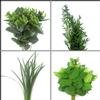 Simple Greens Bulk Pack  : Wholesale Flowers : Floral Supplies