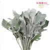 Dusty Miller : Wholesale Flowers : Floral Supplies